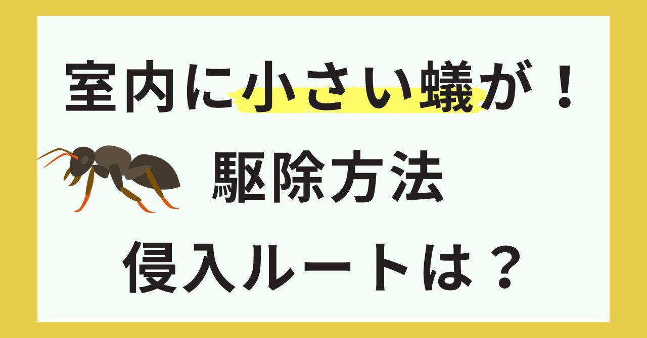 室内に小さい蟻が出た！駆除＆侵入ルート特定方法