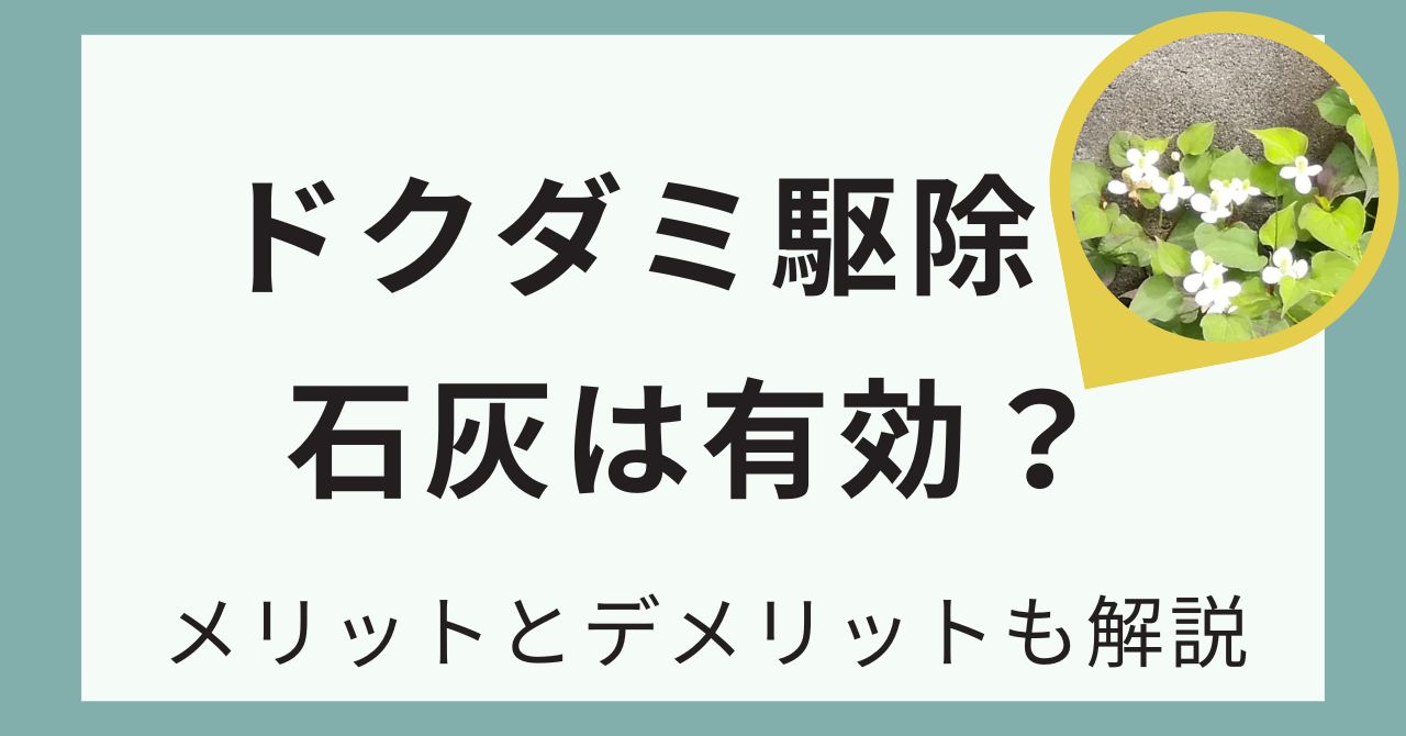 ドクダミ駆除に石灰は有効？メリットとデメリットを解説